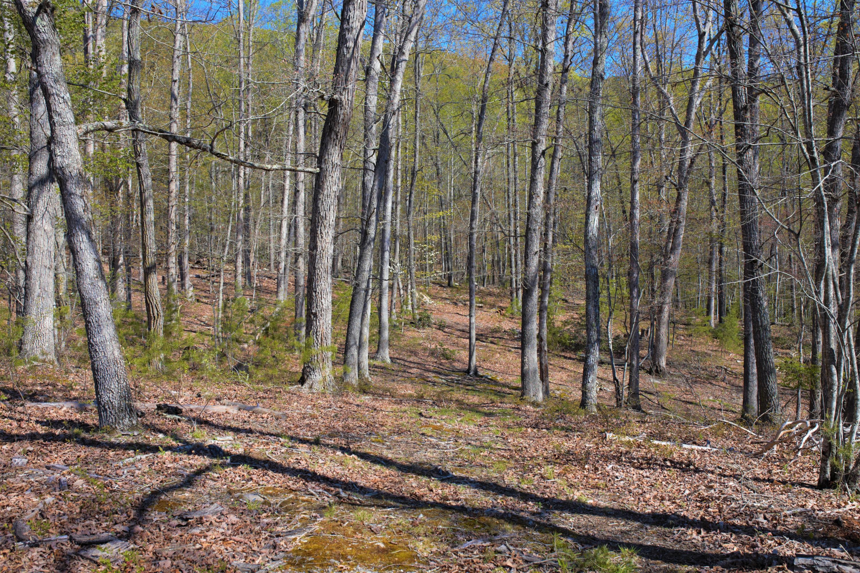 4025 Flatwoods Road Elliston, VA 24087 - Photo 3 of 13 a backyard of a house with lots of tall trees