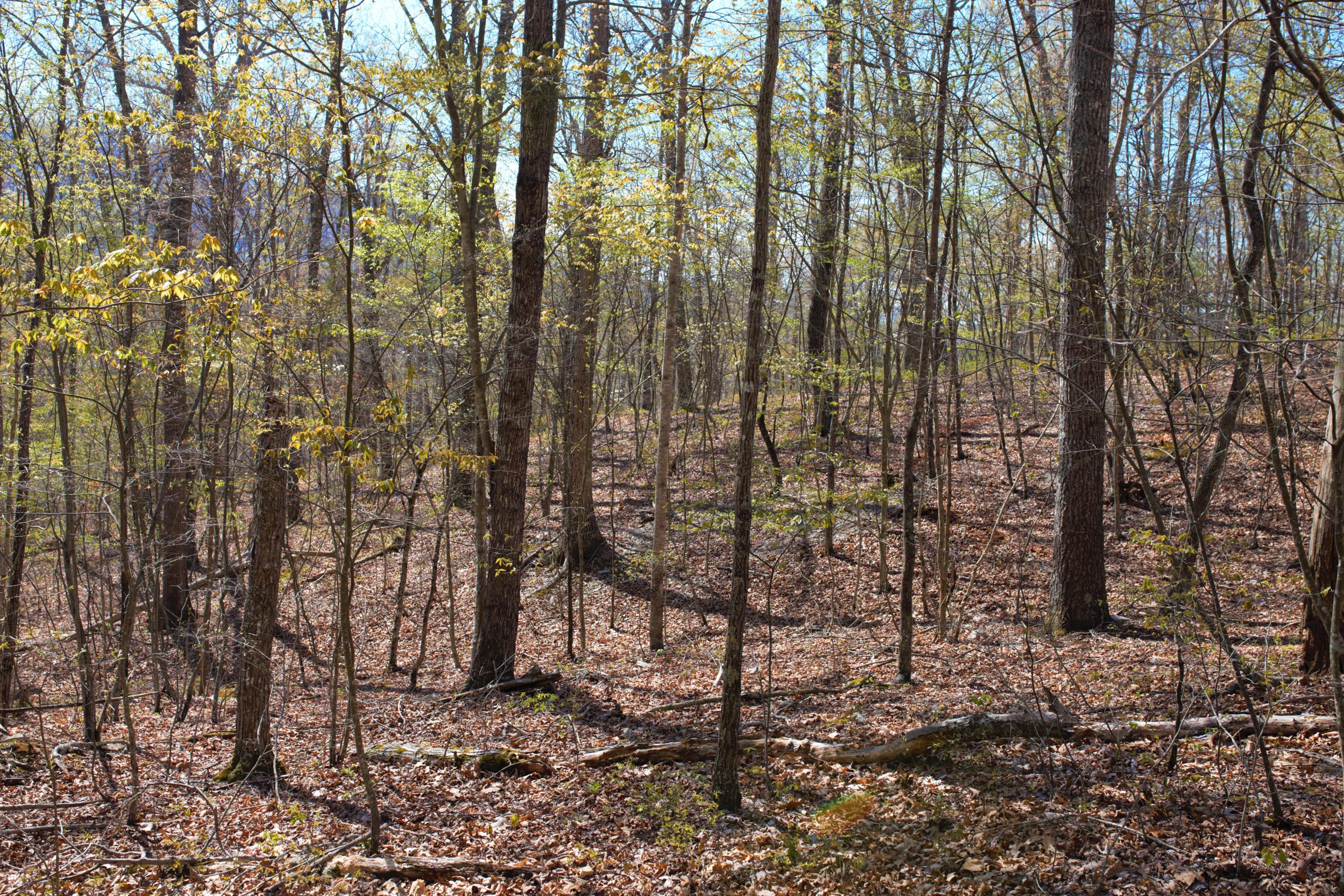 4025 Flatwoods Road Elliston, VA 24087 - Photo 4 of 13 a view of a forest filled with trees