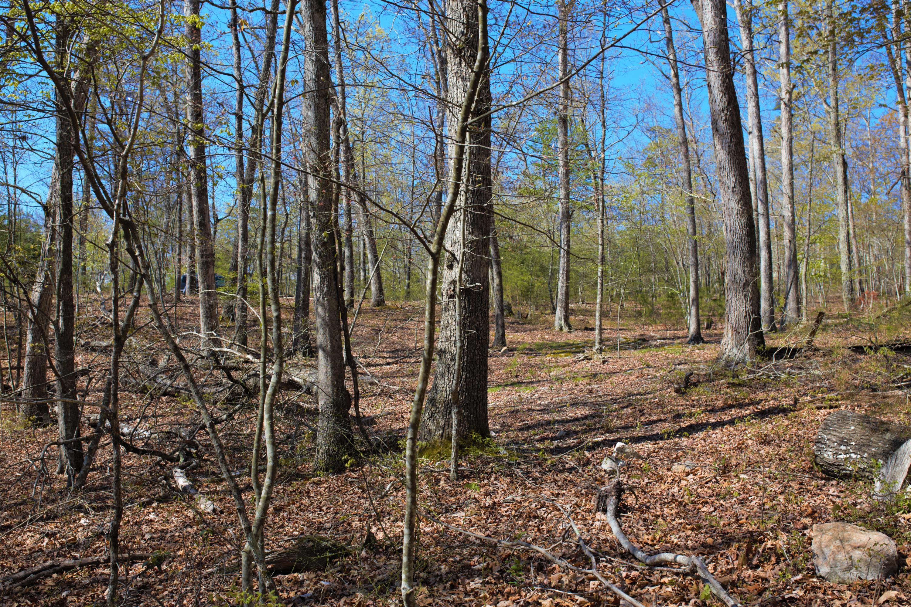 4025 Flatwoods Road Elliston, VA 24087 - Photo 5 of 13 a backyard of a house with lots of green space