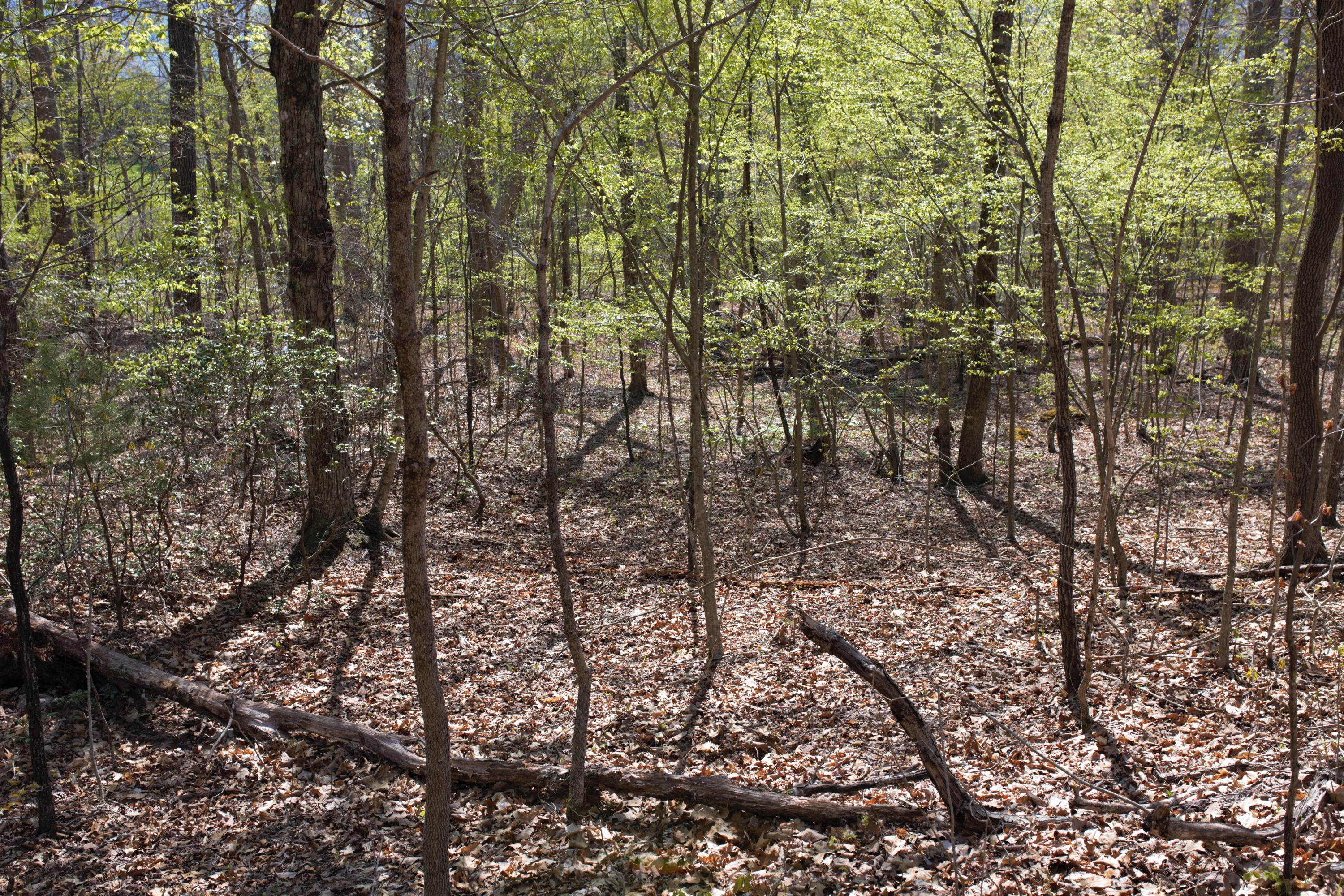 4025 Flatwoods Road Elliston, VA 24087 - Photo 7 of 13 a view of forest