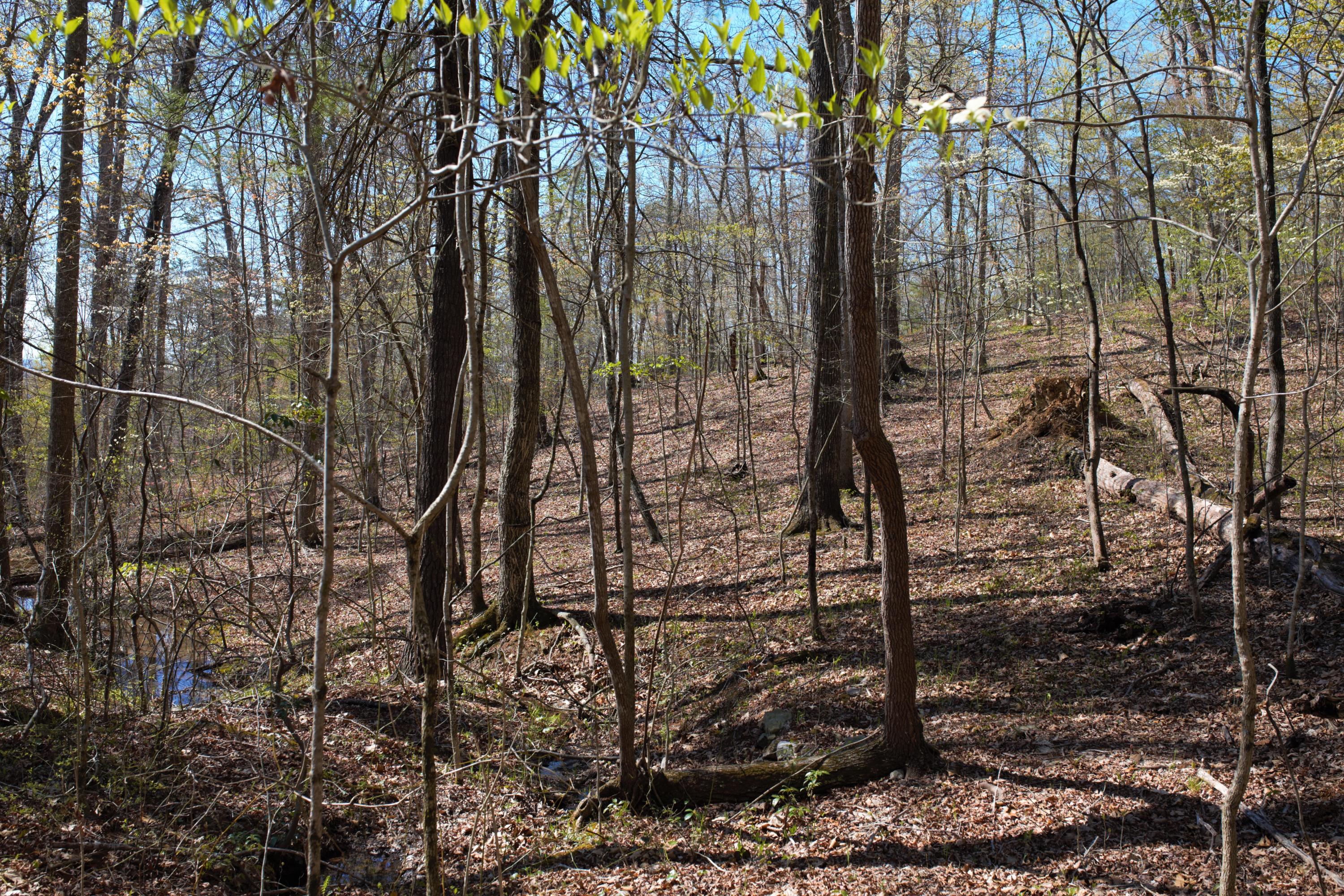 4025 Flatwoods Road Elliston, VA 24087 - Photo 9 of 13 a view of a yard