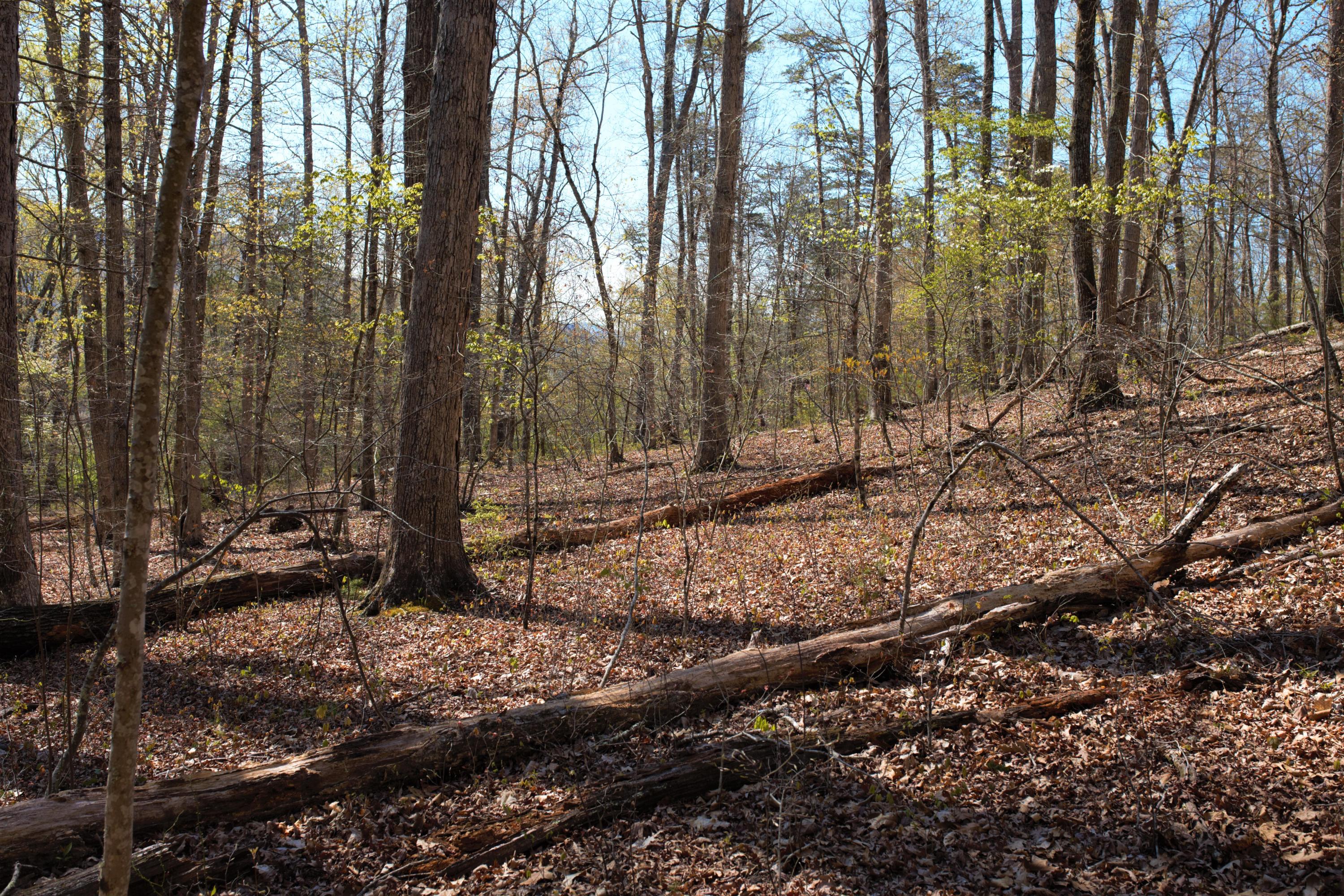 4025 Flatwoods Road Elliston, VA 24087 - Photo 10 of 13 a view of forest