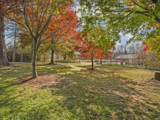 a view of yard with tree