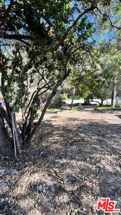 3485 Old Topanga Canyon Road Calabasas, CA 91302 - Photo 8 of 17 a view of dirt yard with a large tree