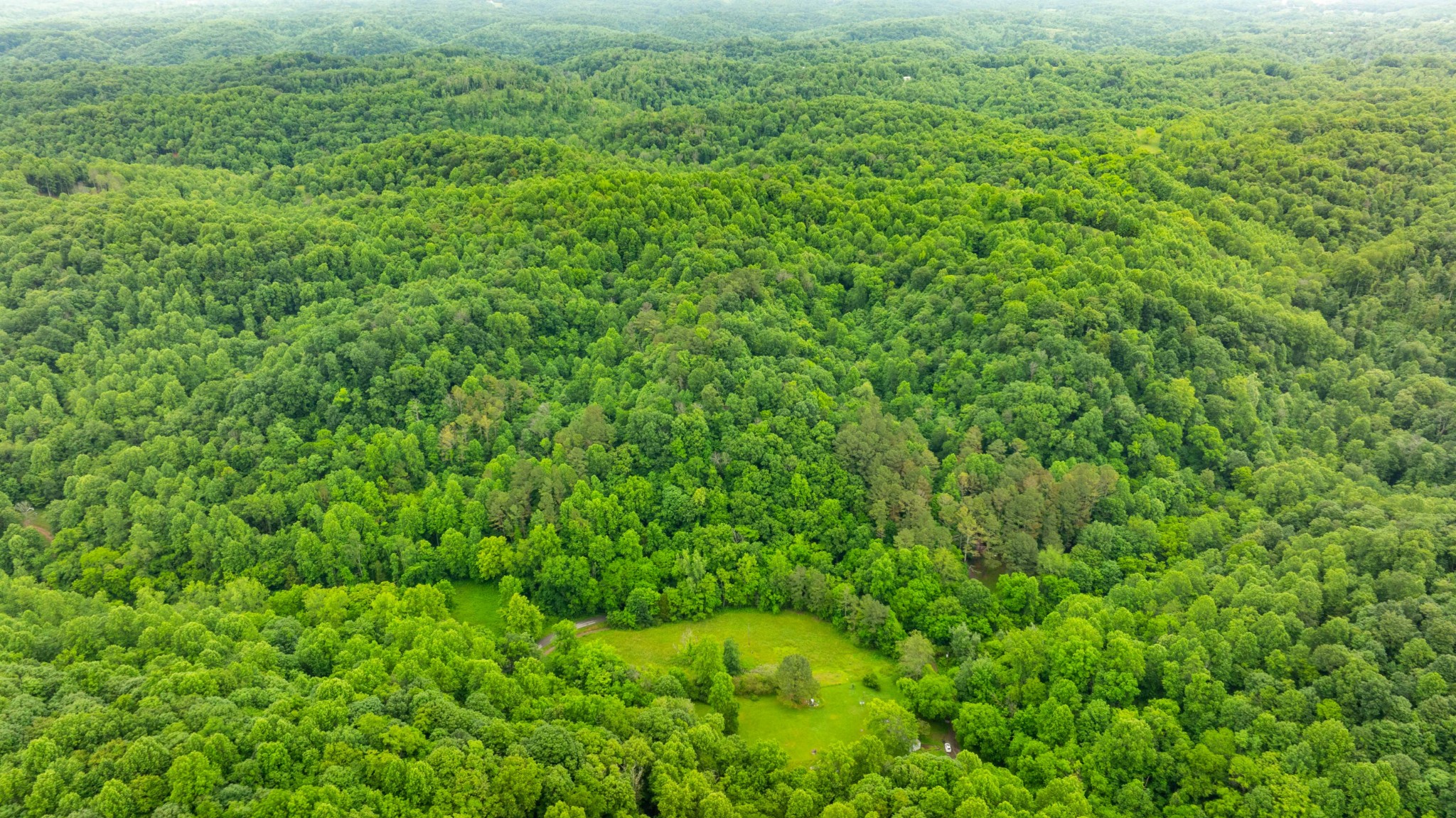 765 Leath Chapel Road Bethpage, TN 37022 - Photo 11 of 17 a view of a lush green forest