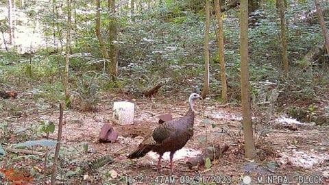 765 Leath Chapel Road Bethpage, TN 37022 - Photo 12 of 17 a close up of a tree