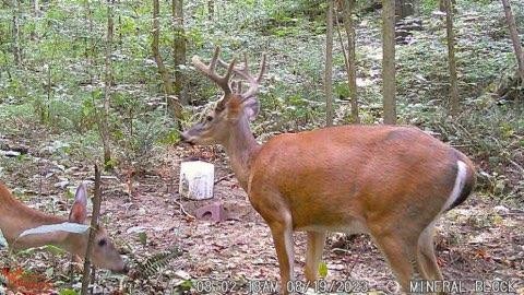 765 Leath Chapel Road Bethpage, TN 37022 - Photo 13 of 17 a view of a backyard