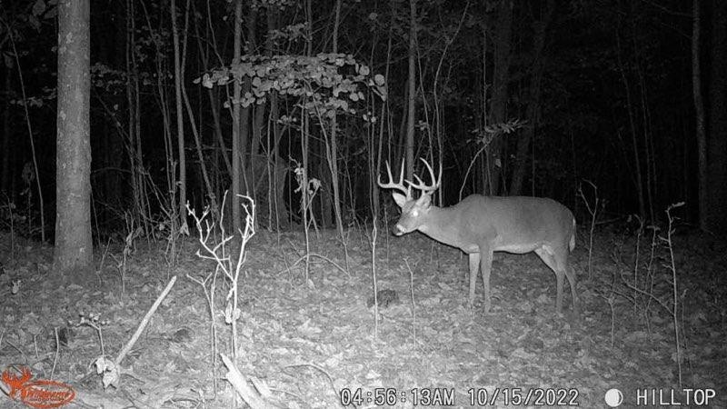 765 Leath Chapel Road Bethpage, TN 37022 - Photo 14 of 17 a view of a chairs and table in a backyard
