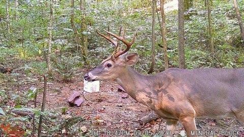 765 Leath Chapel Road Bethpage, TN 37022 - Photo 15 of 17 a view of a yard with a tree
