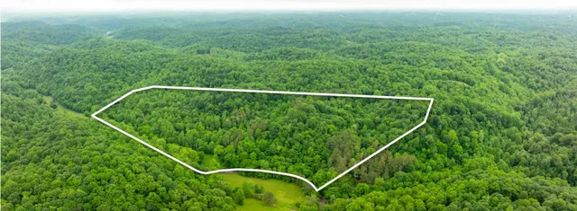 a view of a lush green forest