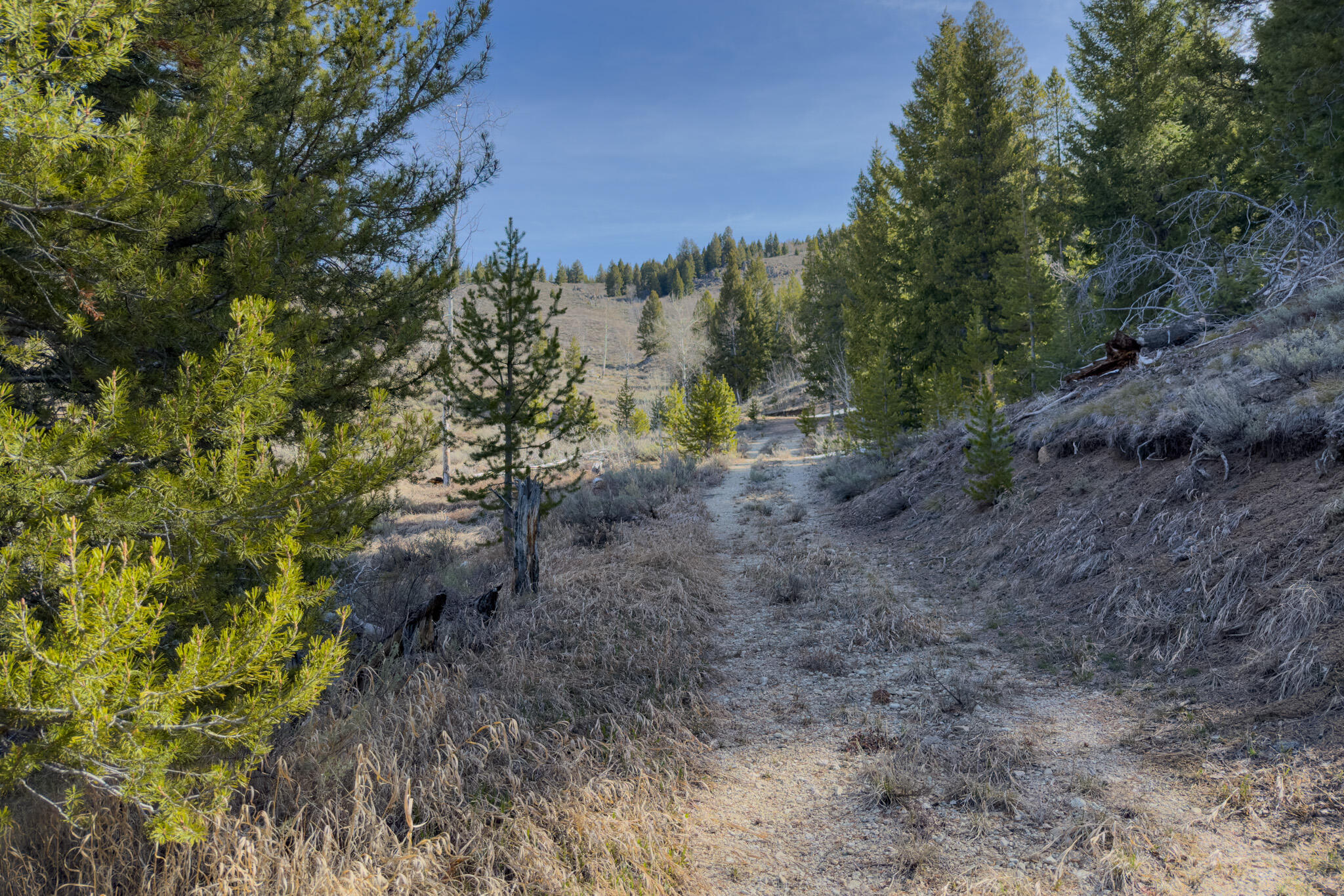 Tbd Fisher Creek Road Stanley, ID 83278 - Photo 28 of 37 Fisher Creek Rd 19 Acre Parcel - 7