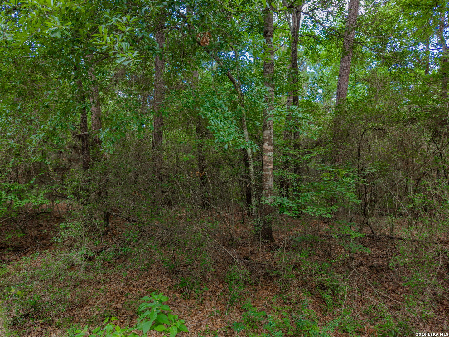 0 Zapata Way Willis, TX 77378 - Photo 11 of 40