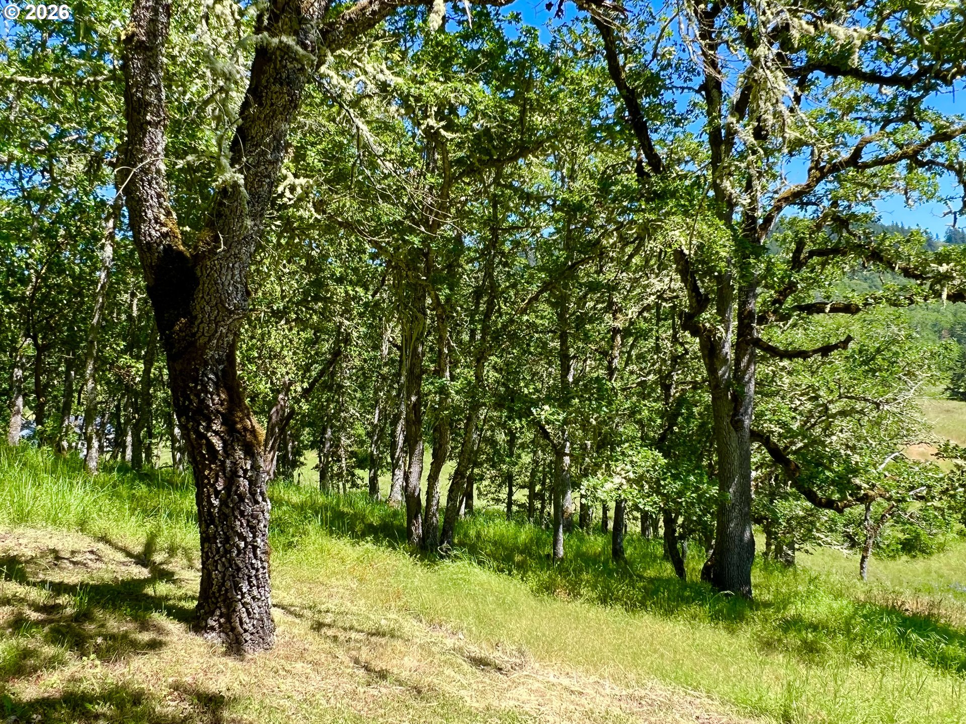 28544 Crow Road Eugene, OR 97402 - Photo 40 of 48 a view of lush green forest