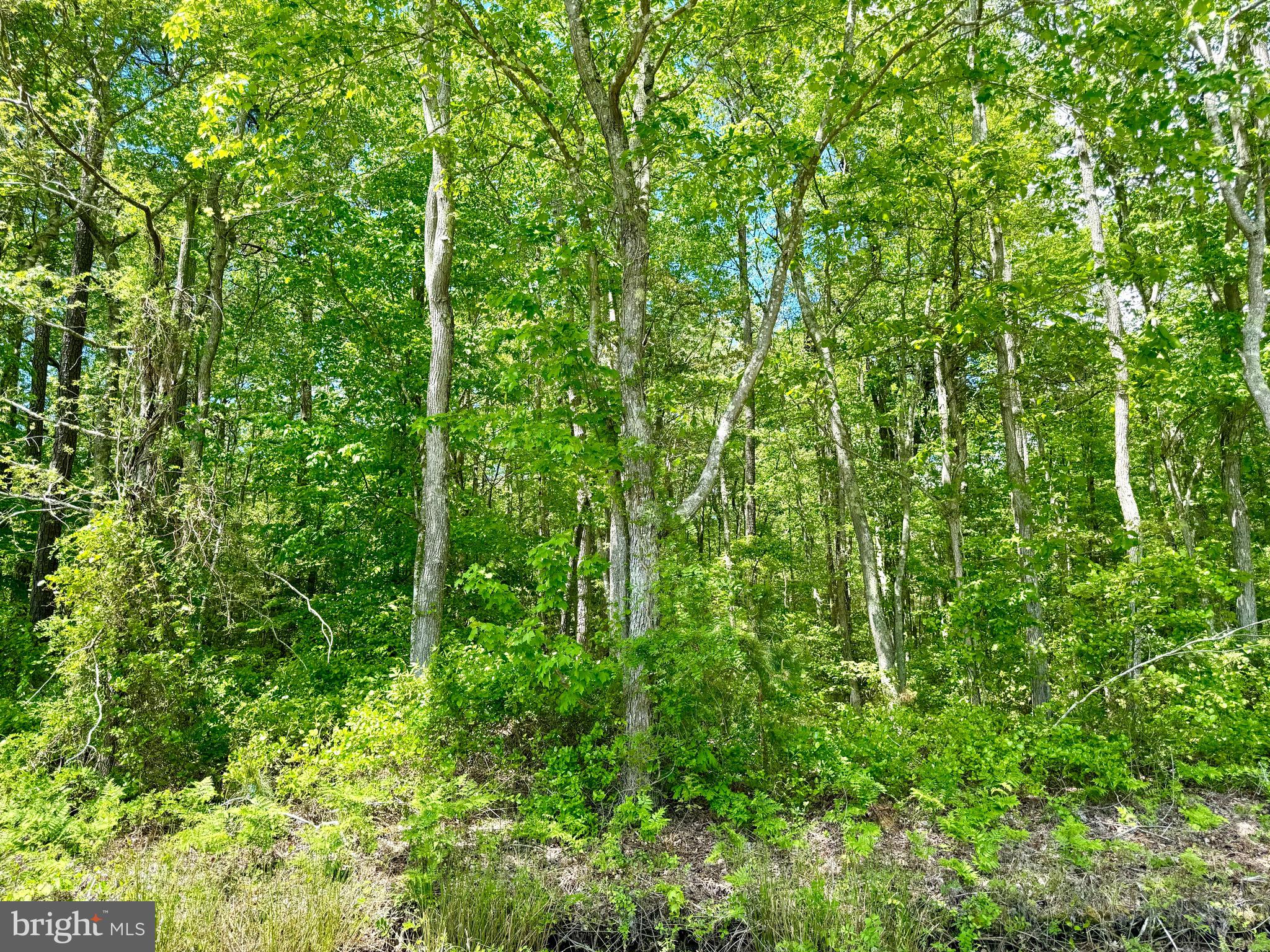 0 Anderson Road Princess Anne, MD 21853 - Photo 5 of 18