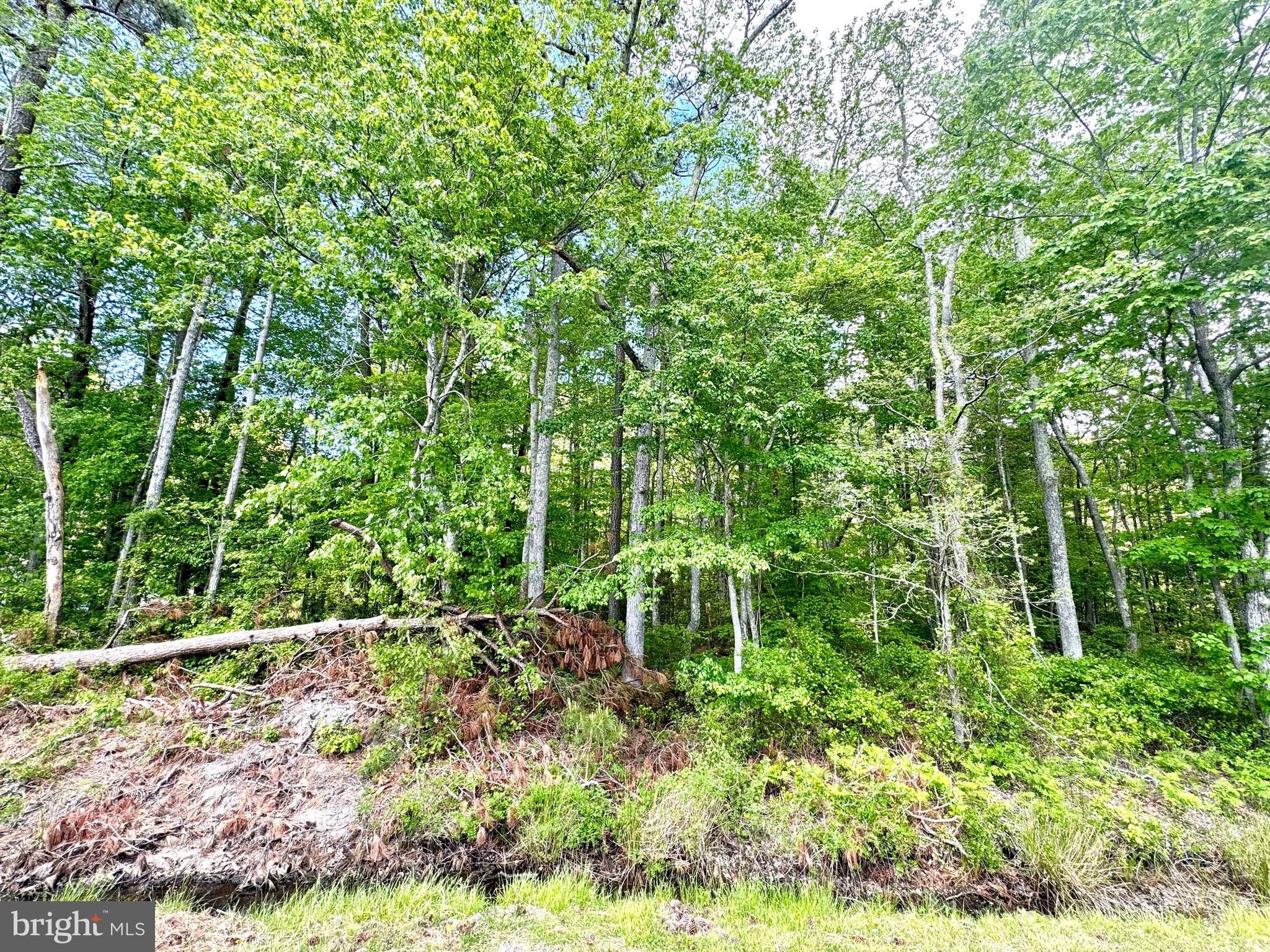 0 Anderson Road Princess Anne, MD 21853 - Photo 10 of 18