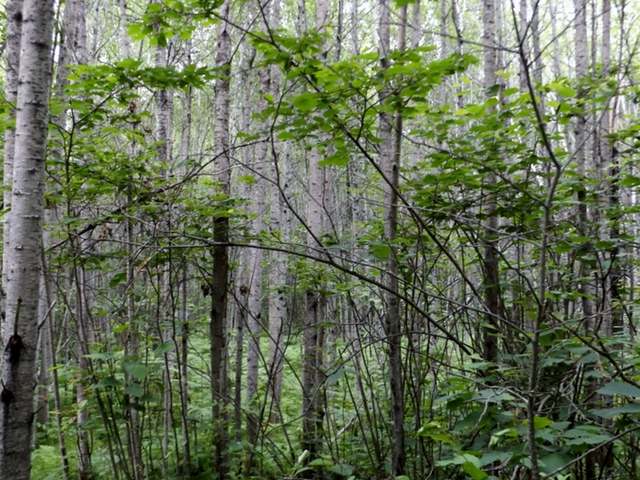 20-acres Strong Road Argonne, WI 54511 - Photo 14 of 20 Gallery Image 14