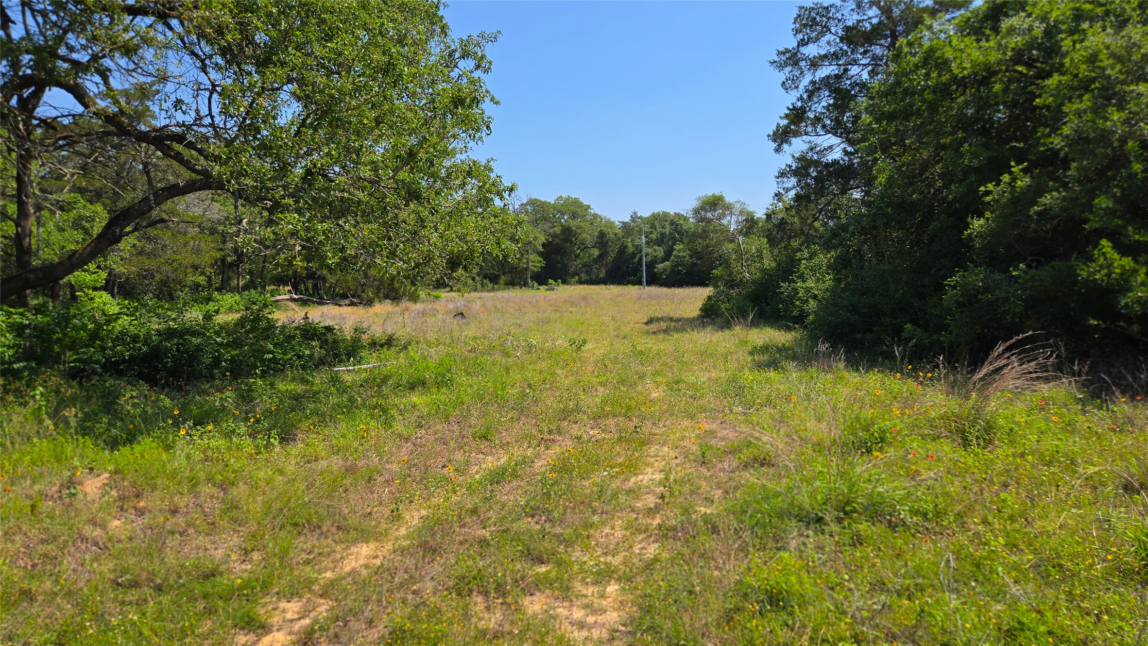 277 Meuth Cemetery Road Red Rock, TX 78662 - Photo 4 of 19 A verdant, open lot awaits your vision, bordered by a natural tree line for ultimate privacy.