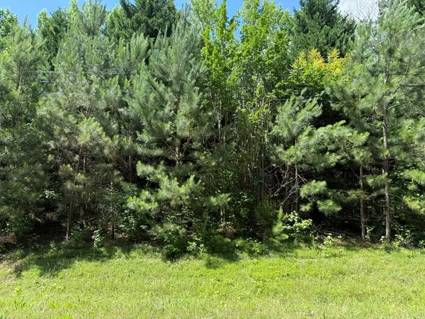 a view of a lush green forest