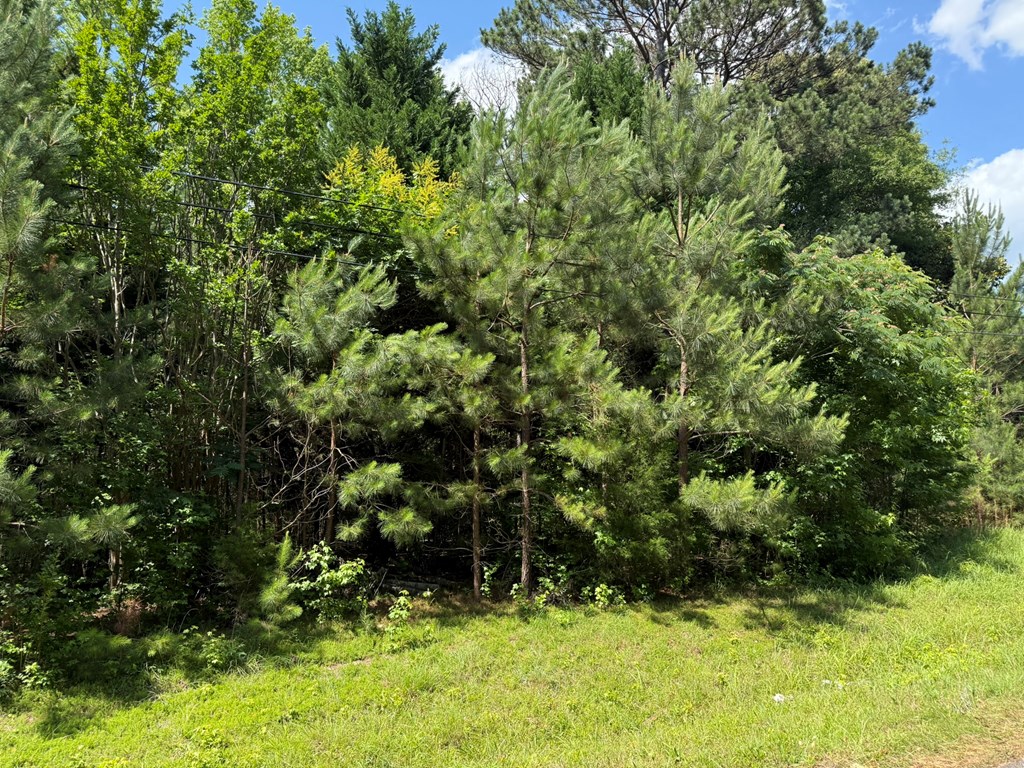 1425 River Road Warm Springs, GA 31830 - Photo 2 of 4 a view of bushes and trees