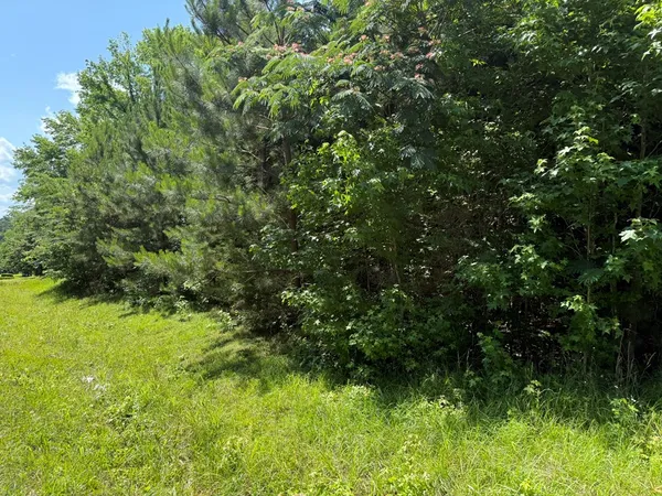 a view of a lush green forest