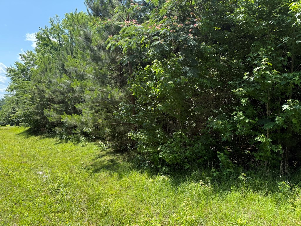 1425 River Road Warm Springs, GA 31830 - Photo 3 of 4 a view of a lush green forest