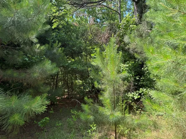 a view of a forest with a tree