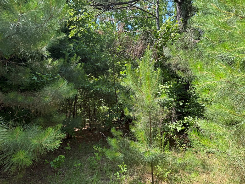 1425 River Road Warm Springs, GA 31830 - Photo 4 of 4 a view of a forest with a tree