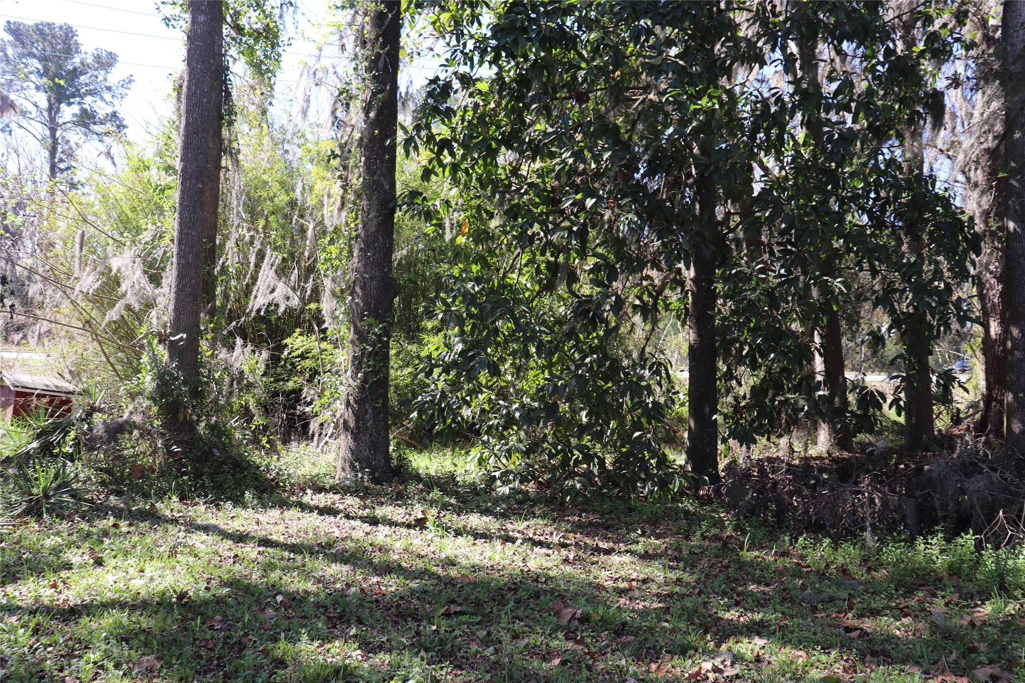 462973 State Road 200 Yulee, FL 32097 - Photo 11 of 18 a big tree