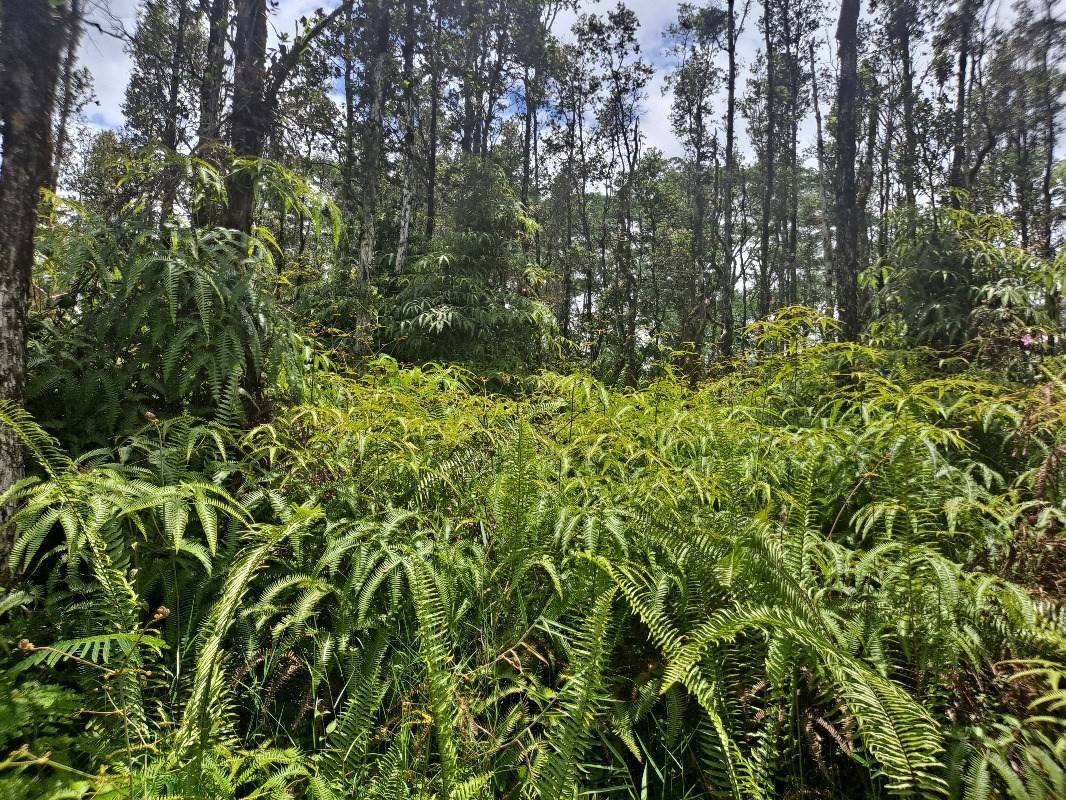 930 Kehau Road Pahoa, HI 96778 - Photo 2 of 3 Gallery Image 2