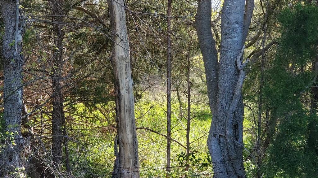 13700 Gholson Road Gholson, TX 76705 - Photo 3 of 8 a view of forest