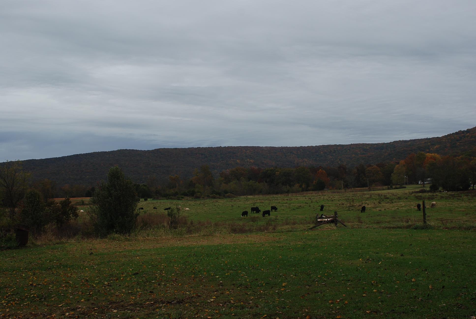 19 High Top Lane Decherd, TN 37324 - Photo 21 of 23 view from back yard