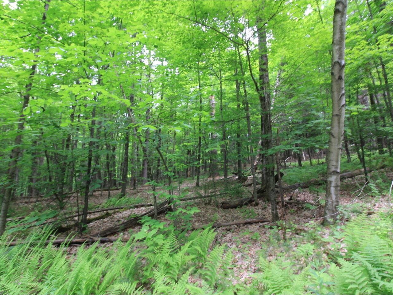 Lot 4 Piney Grove Lane Underhill, VT 05489 - Photo 9 of 14