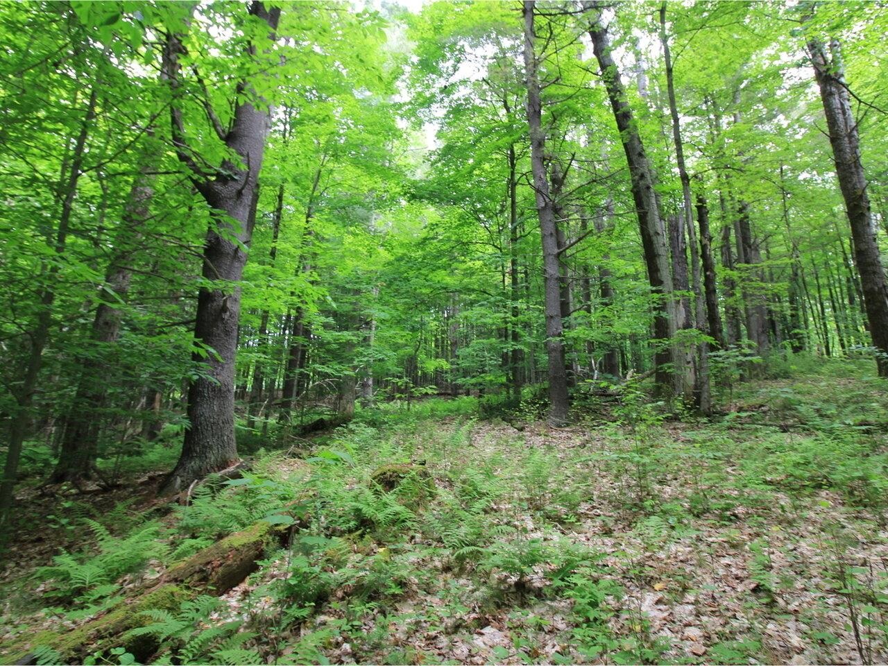Lot 4 Piney Grove Lane Underhill, VT 05489 - Photo 10 of 14