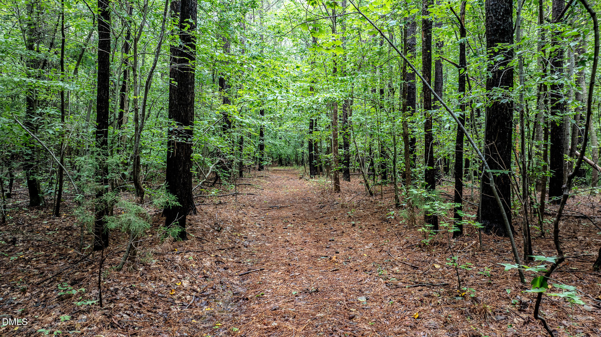 0 Teer Road Chapel Hill, NC 27516 - Photo 11 of 40 a view of a forest with trees in the background