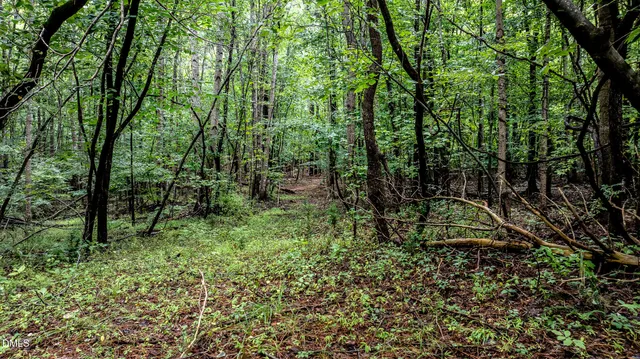 a view of a forest with trees in the background