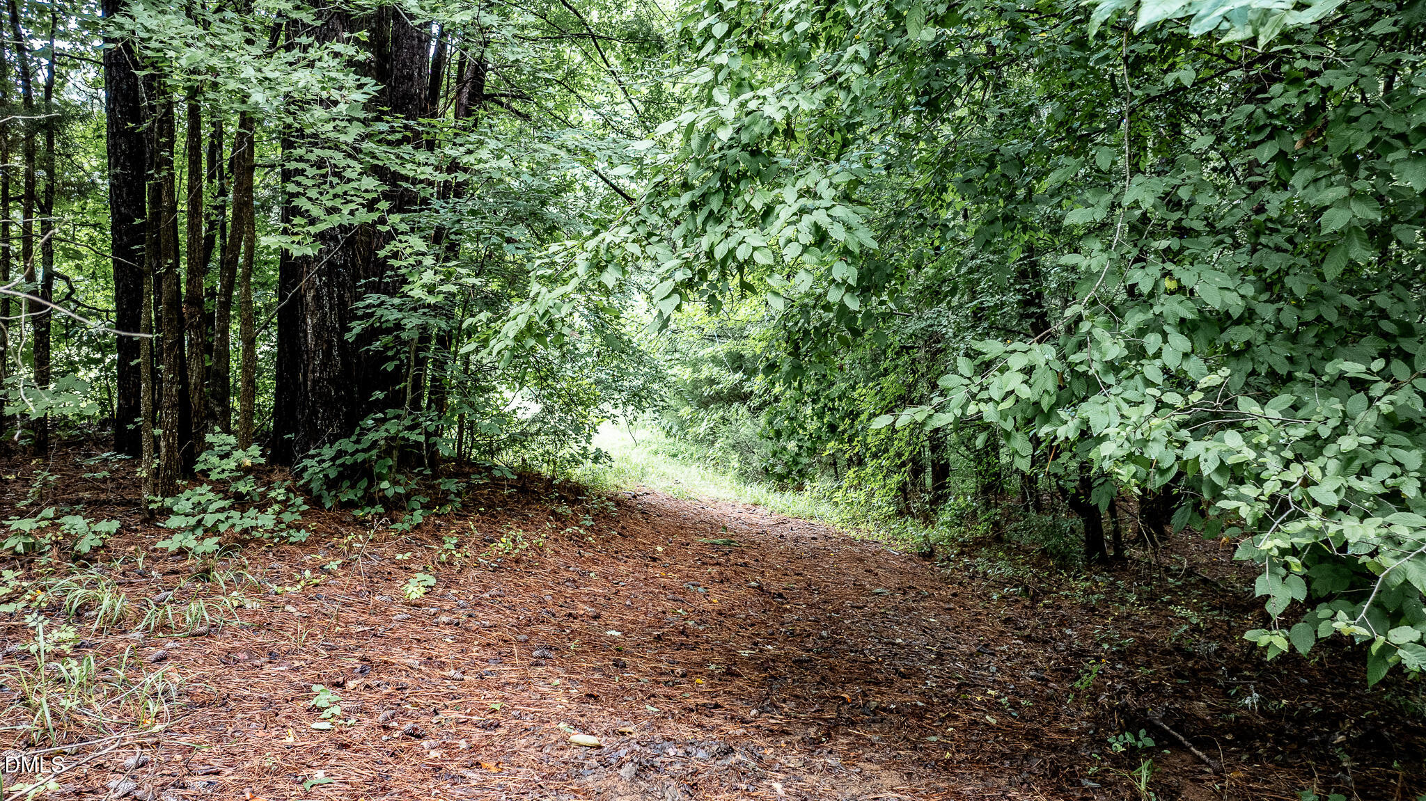 0 Teer Road Chapel Hill, NC 27516 - Photo 14 of 40 a view of a forest with trees in the background