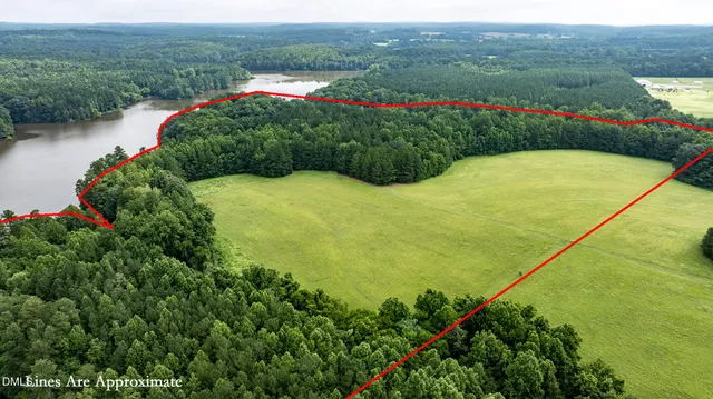 a view of a garden with plants and large trees