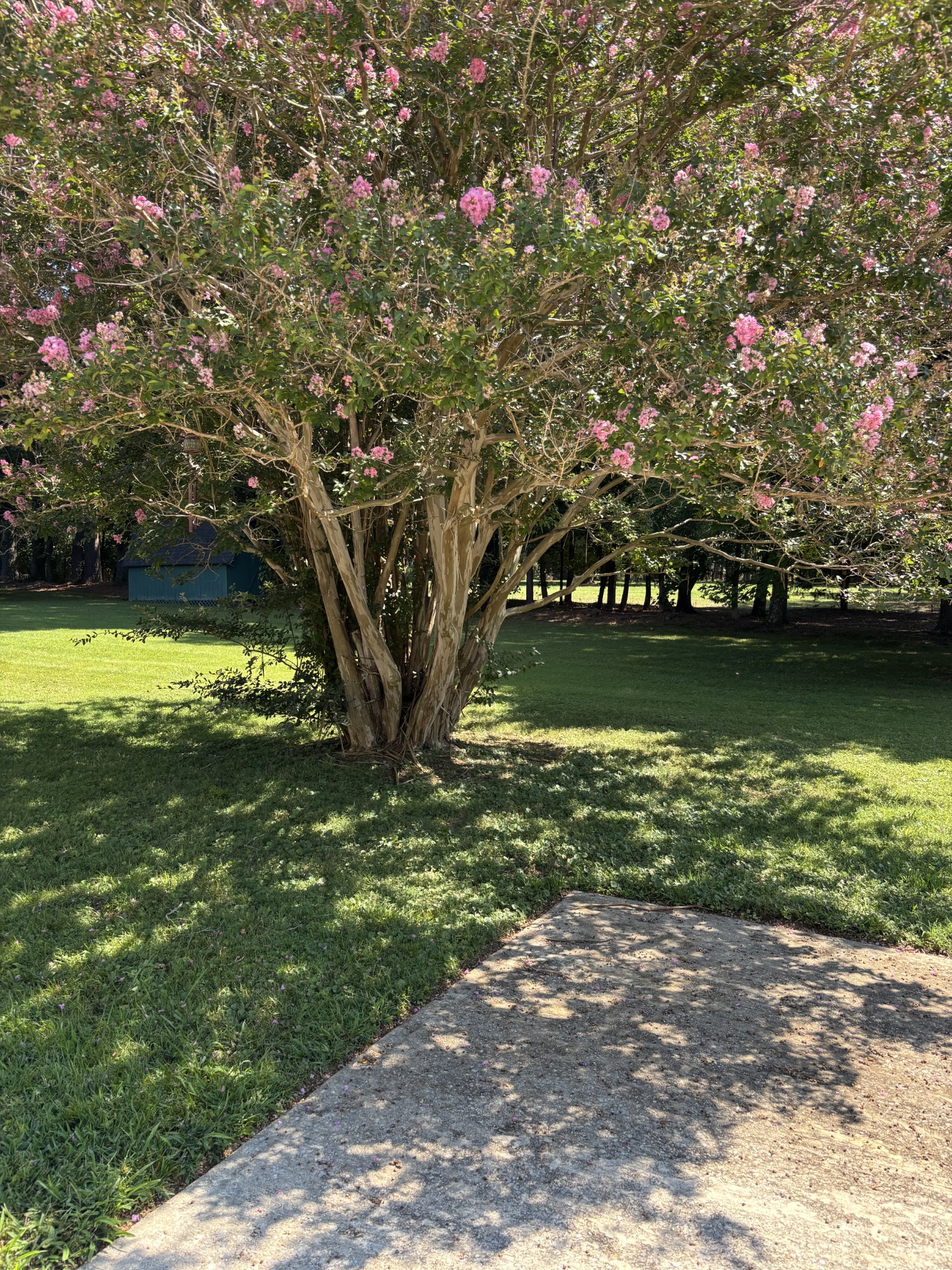 141 Doak Road Manchester, TN 37355 - Photo 39 of 41 a view of a yard with a large tree