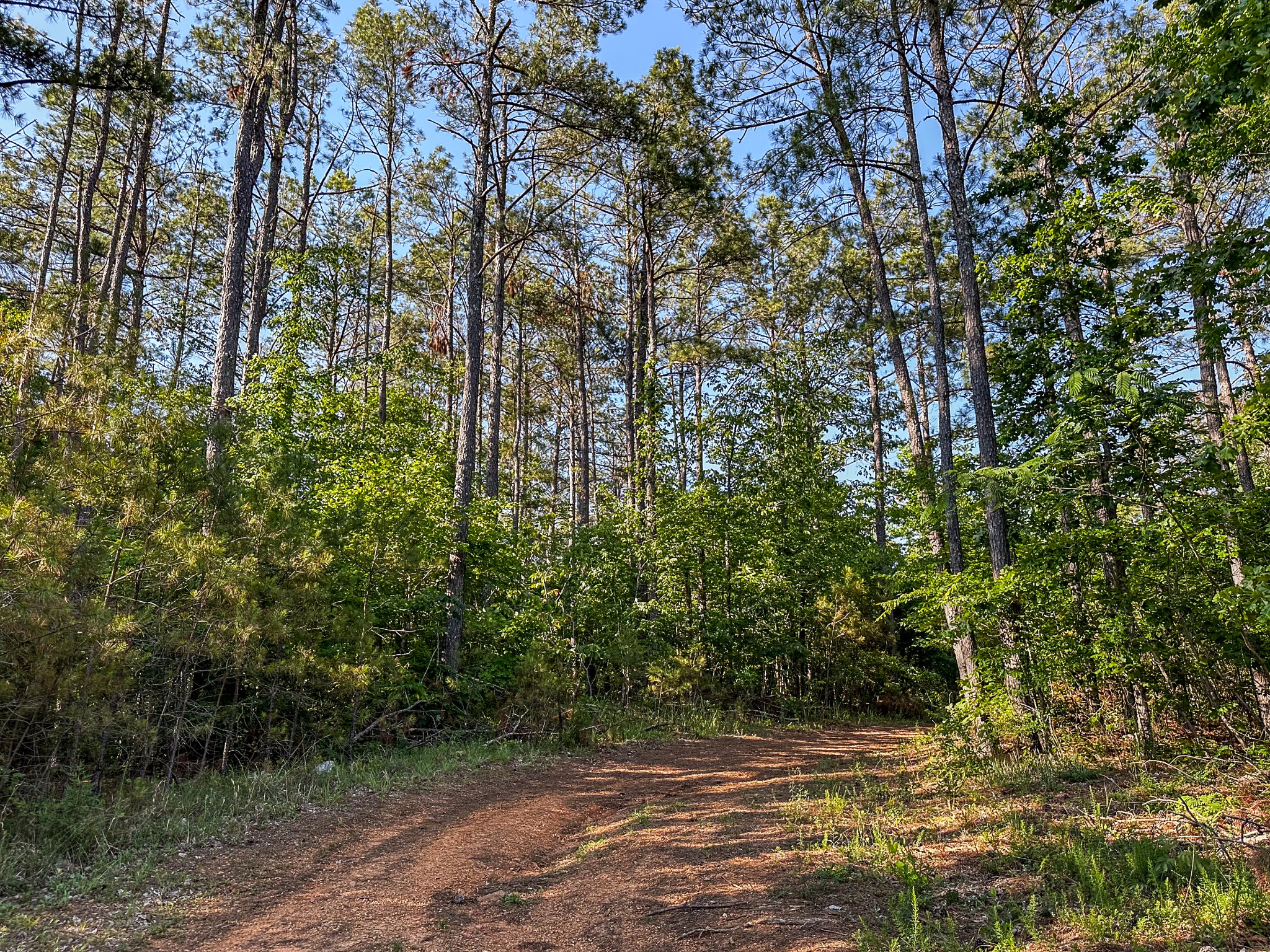 0 Post Road Michie, TN 38357 - Photo 3 of 12 a view of a yard with plants and trees