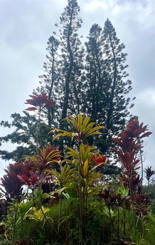 a view of a bunch of plants