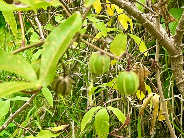 $999,000 | Lot 20 Hana Highway, Unit 20, Haiku, HI 96708