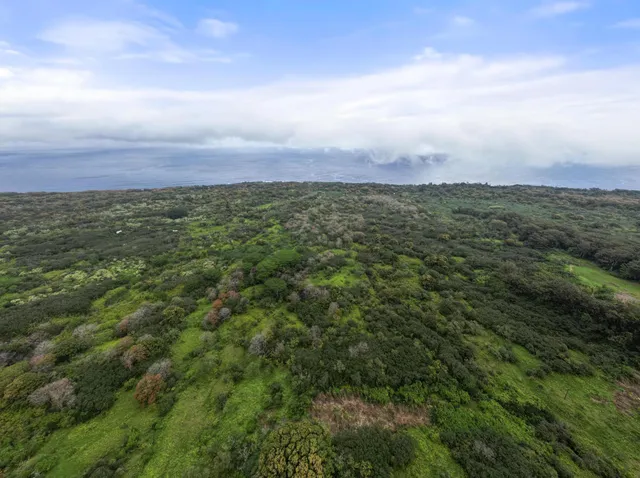 a view of a big yard with lots of trees
