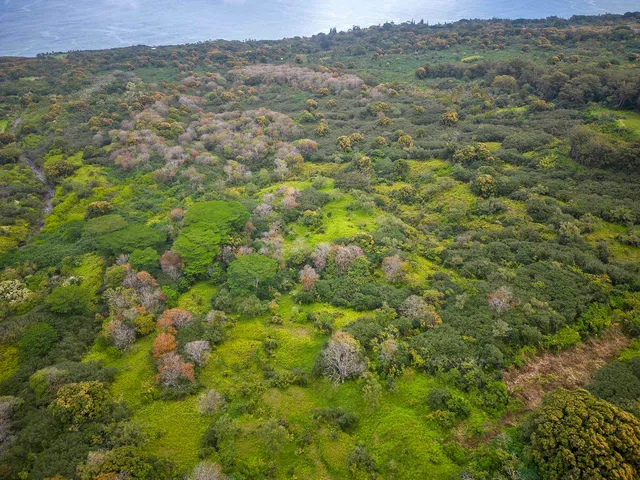 an aerial view of residential houses with outdoor space and trees
