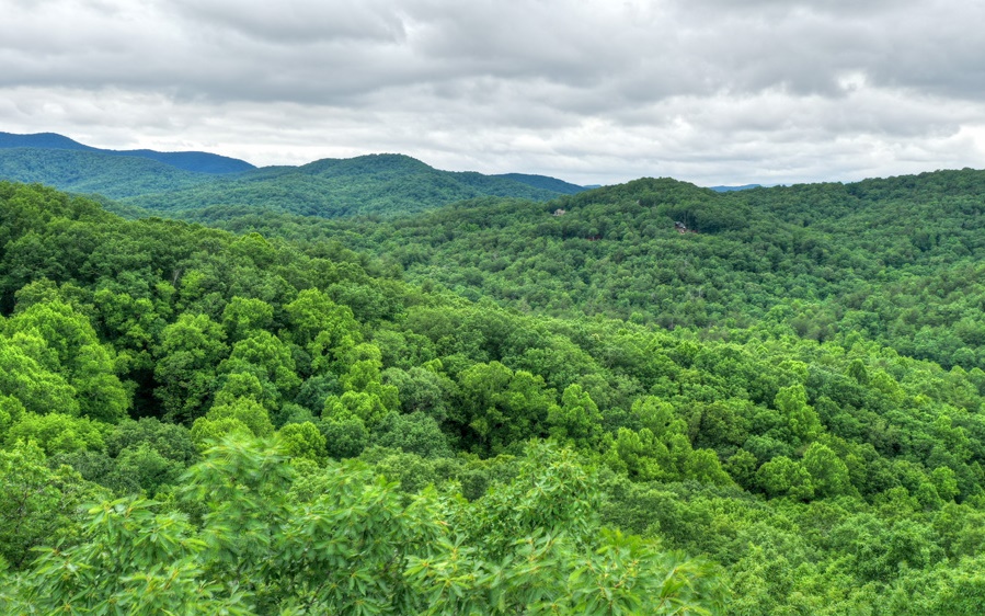 a view of a green field with lots of bushes