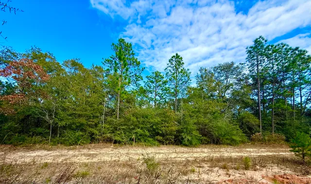 a view of backyard with plants and trees
