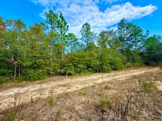 a view of a field with a tree