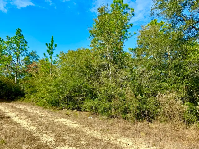 a view of a yard with a tree