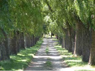 29637 30th Road Nucla, CO 81424 - Photo 2 of 8 a view of yard