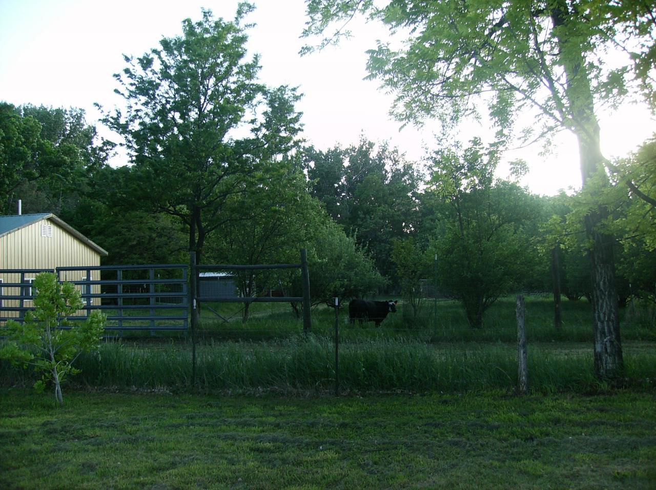 29637 30th Road Nucla, CO 81424 - Photo 4 of 8 a view of a grassy field with trees