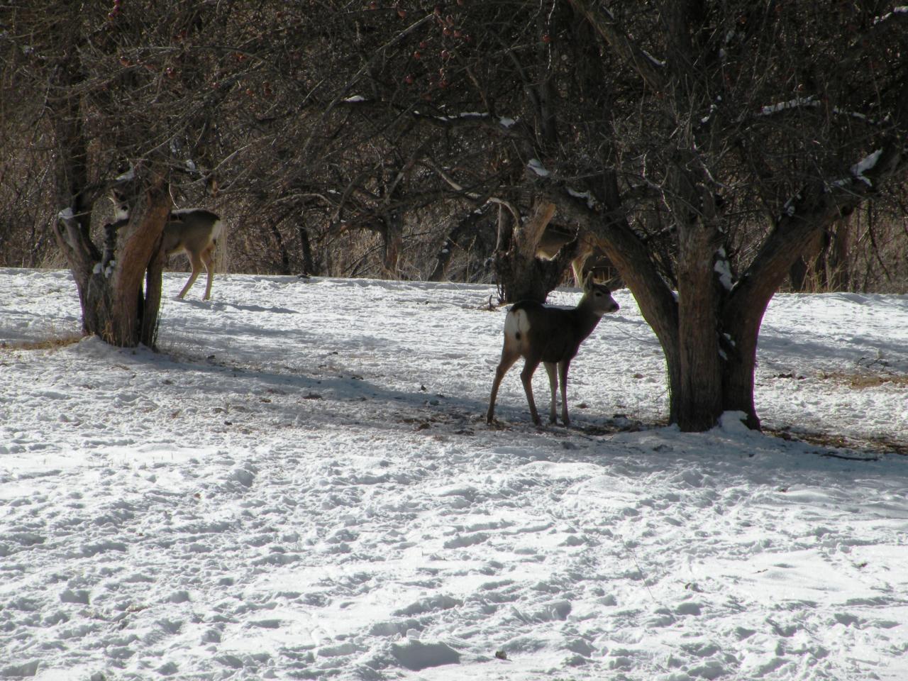 29637 30th Road Nucla, CO 81424 - Photo 8 of 8 a view of a yard with a tree